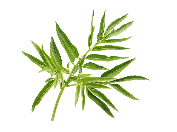 Gaillet Gratteron (Cleavers)