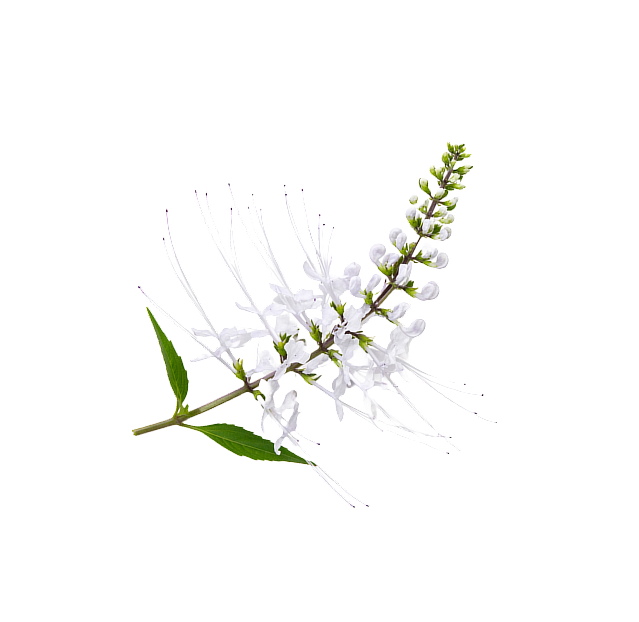 Racine de Stillingia